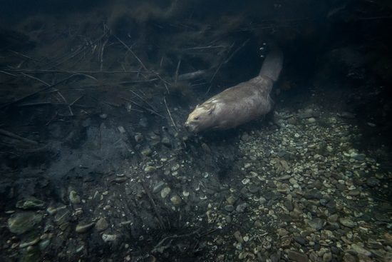 European Beavers