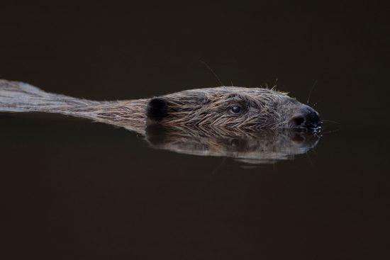 European Beavers