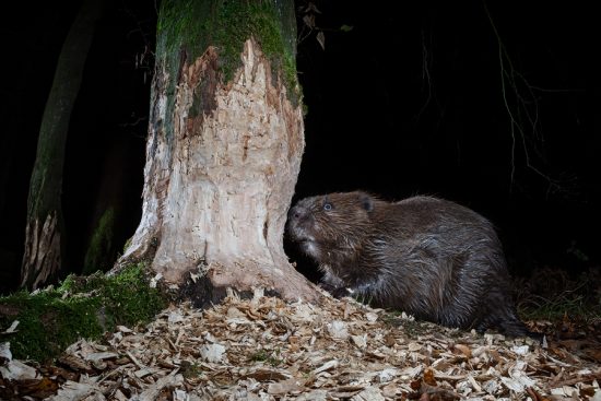 European Beavers