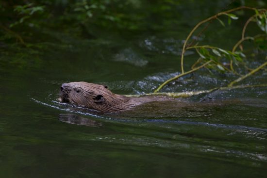 European Beavers