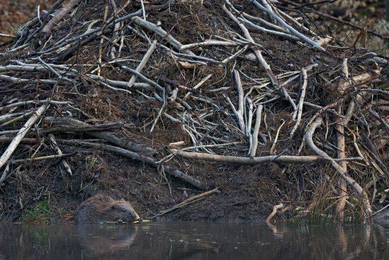 European Beavers