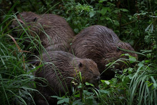 European Beavers