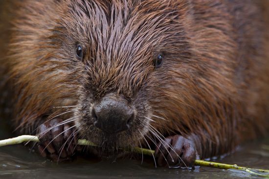 European Beavers