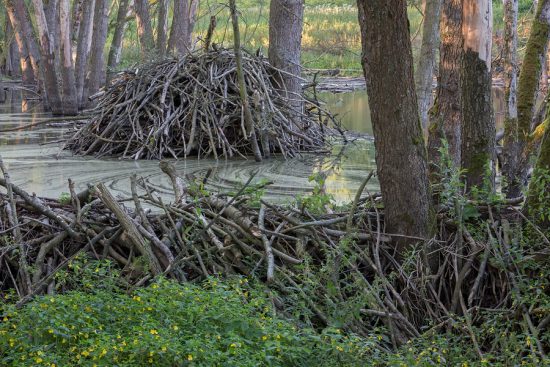 European Beavers