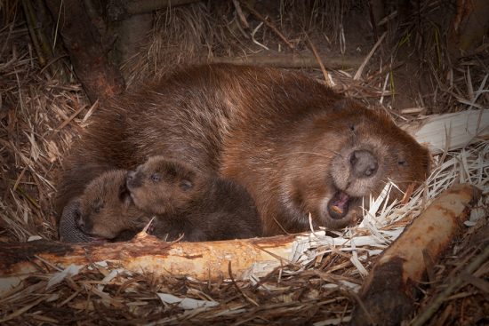 European Beavers