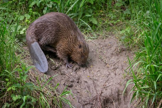 European Beavers