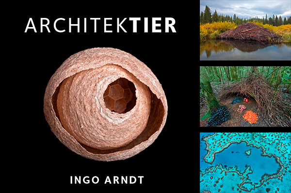 Ingo Arndt Exhibition Architektier