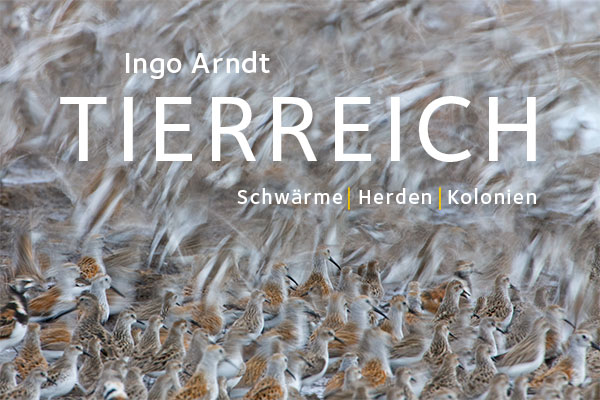 Ingo Arndt Exhibition Tierreich