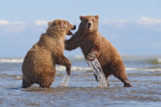 Grizzlies