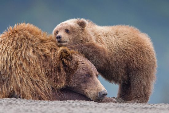 Grizzlies