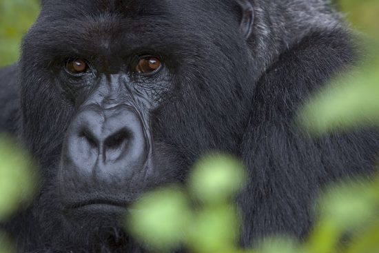 Mountain Gorillas