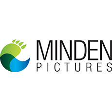 Minden Pictures