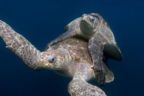 Sea Turtle Arribada