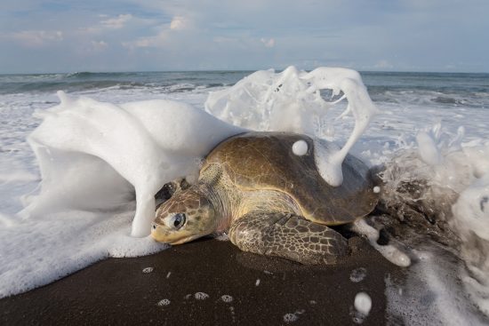 Sea Turtle Arribada