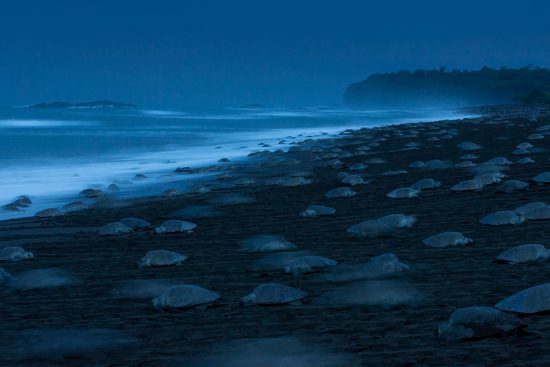 Sea Turtle Arribada