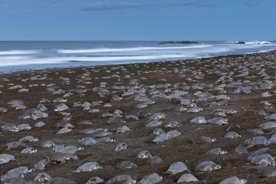 Sea Turtle Arribada