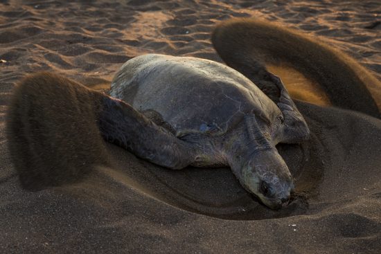 Sea Turtle Arribada