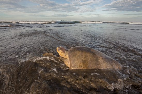 Sea Turtle Arribada