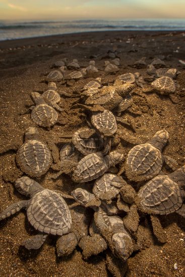 Sea Turtle Arribada