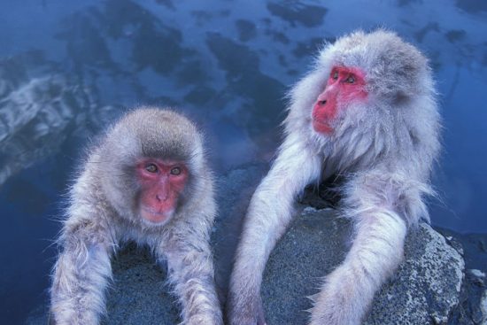 Snow Monkeys