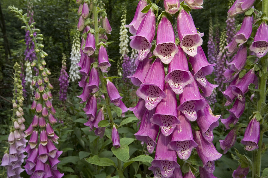 Foxglove