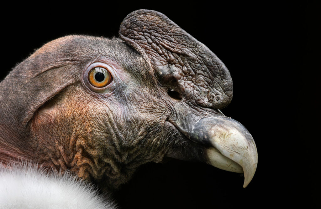 ANDEAN CONDOR – Ingo Arndt